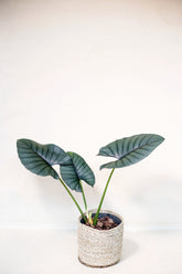 Alocasia nebula